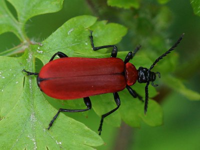 Insekter - kardinalbille