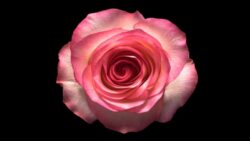 Den yndigste rose er funden - tekst og melodi